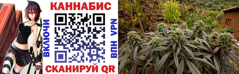 Конопля планчик  Чегем 
